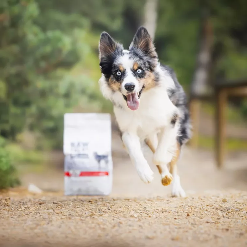RAW PALEO Ultra Medium&Large Adult ternera - comida seca para perros - 10 kg
