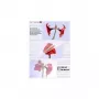 Funda de laminar Olympia 1x50 DIN A3 80 micras