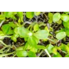 Pipas de girasol negras PNOS para germinar, paquete de 20 g