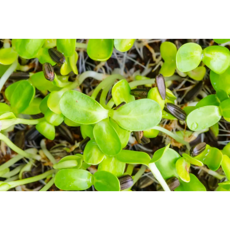 Pipas de girasol negras PNOS para germinar, paquete de 20 g