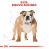 Royal Canin Bulldog Adult pienso seco para perros, 12 kg