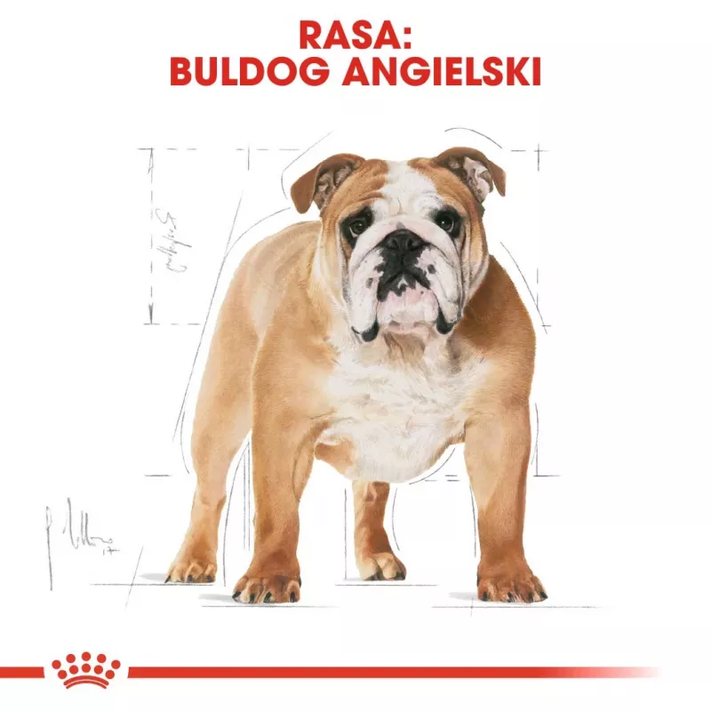 Royal Canin Bulldog Adult pienso seco para perros, 12 kg