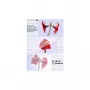 1x25 fundas de laminar Olympia DIN A3 80 micras 9180