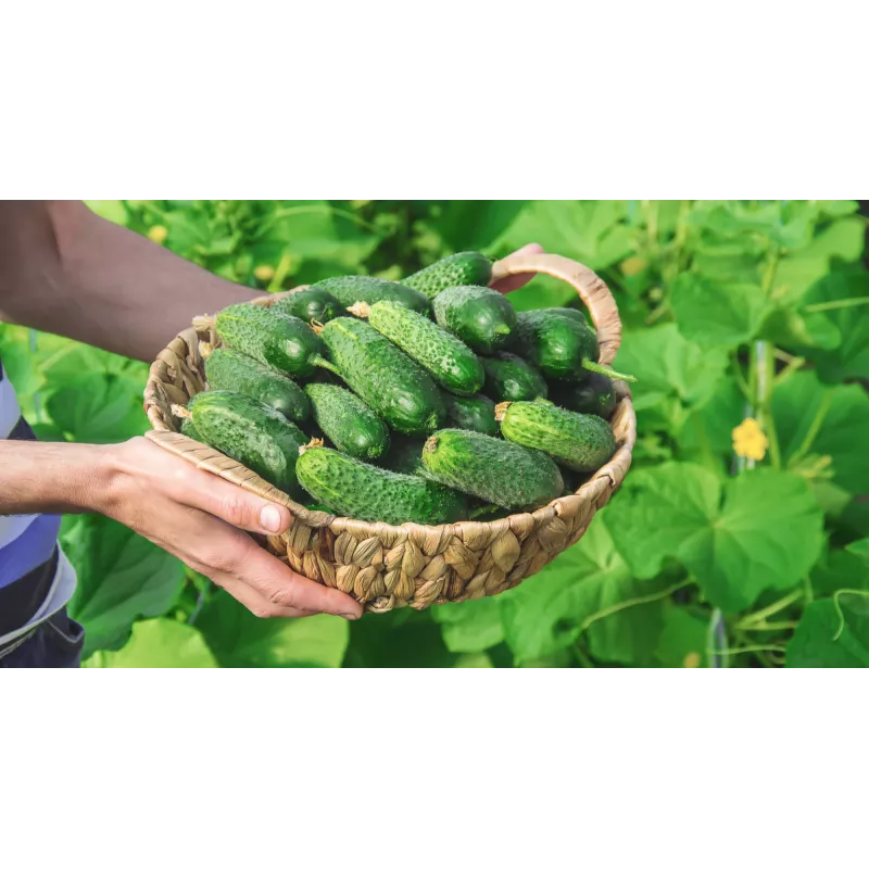 Pepino Wisconsin SMR 58 Toraf semillas de hortalizas, paquete de 5 g