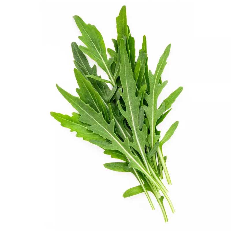 PNOS rúcula Eruca sativa semillas en cinta, 6 m