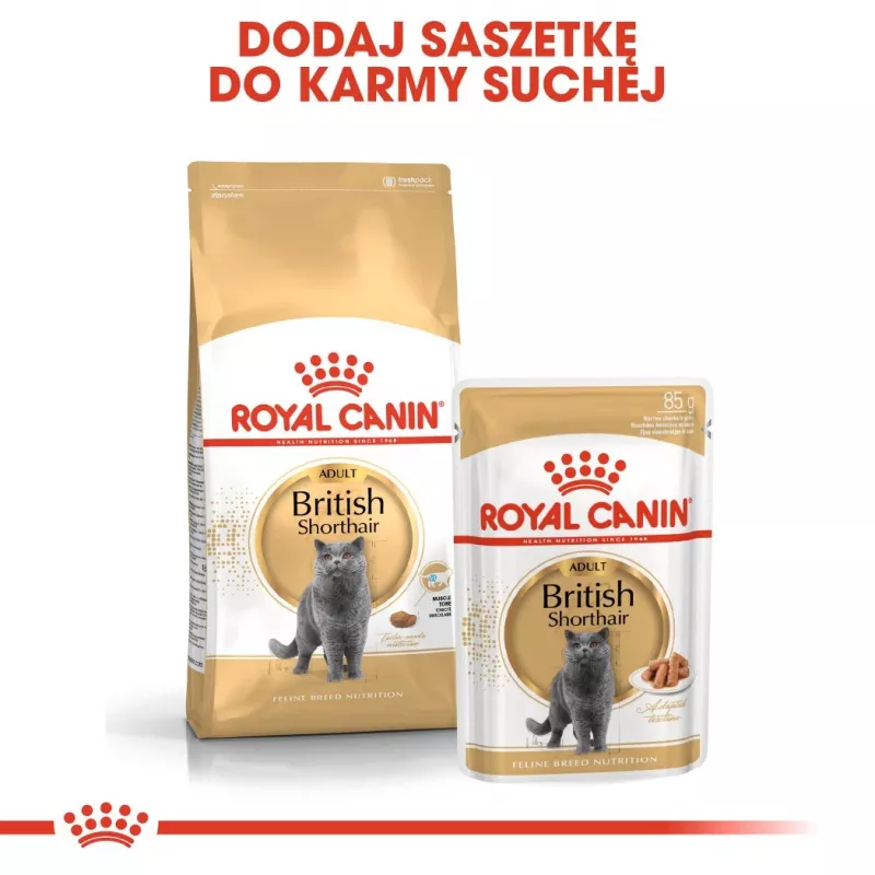 Royal Canin British Shorthair Adult pienso seco para gatos, 10 kg