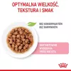Royal Canin FHN Kitten Sterilised comida húmeda para gatos en salsa, pack de 12 x 85 g