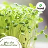 Set de semillas de tomate Toraf Eden – 8 paquetes