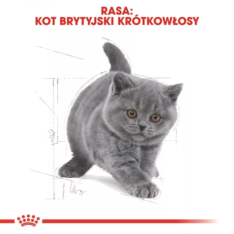 Pienso para gatos Royal Canin British Shorthair Kitten 2 kg — Pollo, 38 % proteínas, 20 % grasas, fórmula de crecimiento