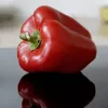 PNOS pimiento Jolanta semillas de hortalizas, 0,5 g