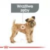Comida seca para perros Royal Canin Mini Dental Care 3 kg — razas pequeñas adultas, aves, cuidado dental