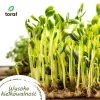 Set de semillas de hortalizas Toraf Harmony – 12 paquetes
