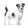 Comida seca para perros Royal Canin Anallergenic Small – fórmula hipoalergénica para perros adultos pequeños, 3 kg, sabor carne, sin gluten ni azúcar