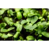 Pipas de girasol negras PNOS para germinar, paquete de 20 g