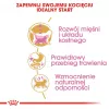 Pienso para gatos Royal Canin British Shorthair Kitten 2 kg — Pollo, 38 % proteínas, 20 % grasas, fórmula de crecimiento