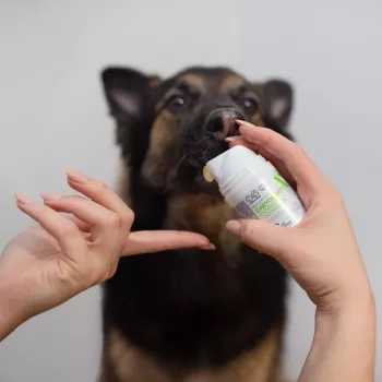 Pasta de dientes para perros VETEXPERT Caryodent Enzymatic 50 ml — cuidado bucal veterinario, 50 g, sin azúcar, sin gluten