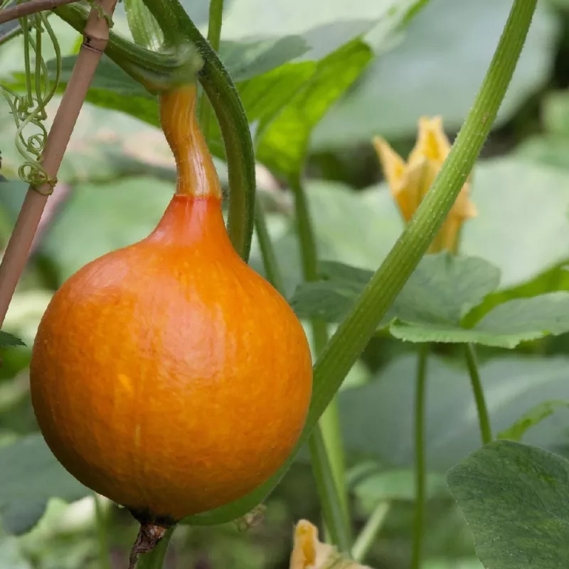 PNOS calabaza gigante Dolores semillas de hortalizas, 5 g