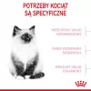 Royal Canin FHN Kitten pienso seco para gatitos, 4 kg