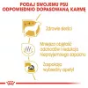 Royal Canin Maltese Adult pienso para perros, 1,5 kg