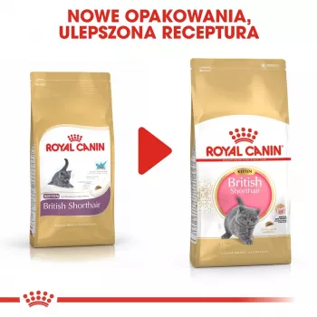Pienso para gatos Royal Canin British Shorthair Kitten 2 kg — Pollo, 38 % proteínas, 20 % grasas, fórmula de crecimiento
