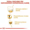 Royal Canin Cocker Adult pienso seco para perros, 12 kg