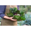 Semillas de hortalizas lechuga achicoria Palla Rossa 3 Toraf, paquete de 5g