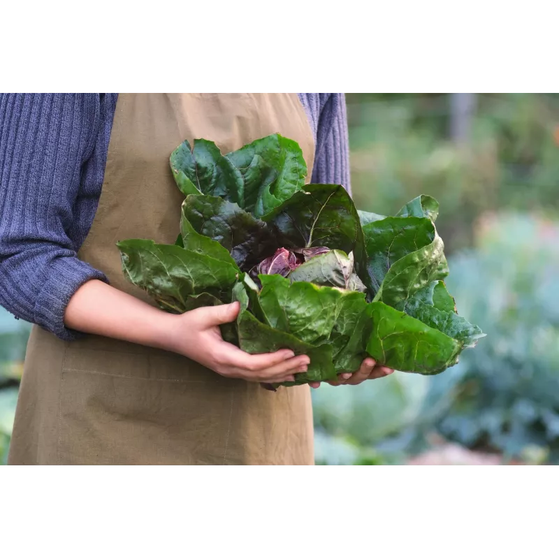Semillas de hortalizas lechuga achicoria Palla Rossa 3 Toraf, paquete de 5g
