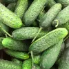 PNOS pepino Reja F1 semillas en cinta, 6 m
