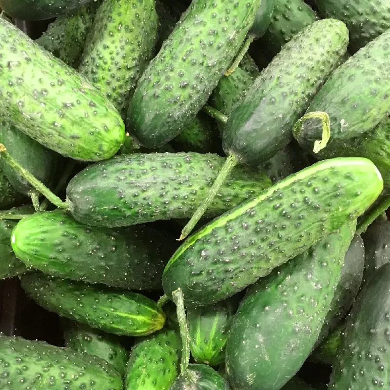 PNOS pepino Reja F1 semillas en cinta, 6 m