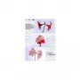 Fundas de laminar Olympia 1x100 DIN A4 125 micras