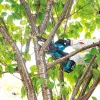 Motosierra de poda MAKITA DUC101Z01 azul, negro