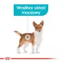 Royal Canin Mini Urinary Care CCN pienso seco para perros, 3 kg
