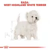 Royal Canin BHN West Highland White Terrier Adult - Pienso para perros adultos - 3 kg