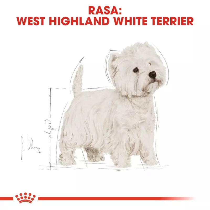 Royal Canin BHN West Highland White Terrier Adult - Pienso para perros adultos - 3 kg