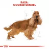 Royal Canin Cocker Adult pienso seco para perros, 12 kg