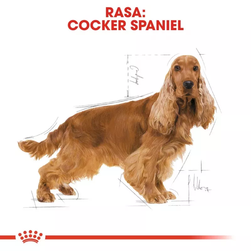 Royal Canin Cocker Adult pienso seco para perros, 12 kg