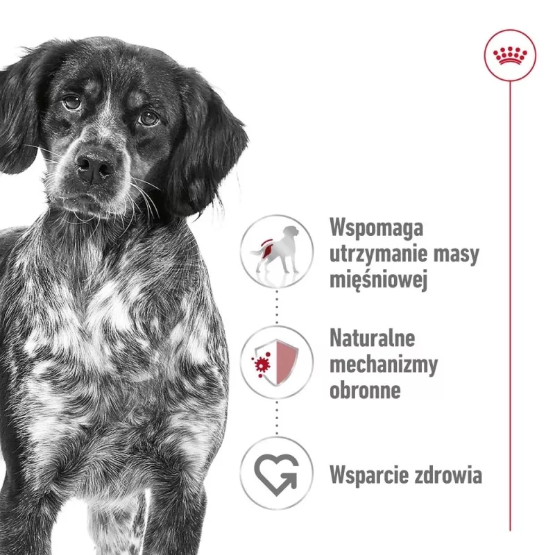ROYAL CANIN SHN Medium Adult lata 410 g