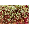 Semillas de rábano China Rose para brotes, paquete de 20 g