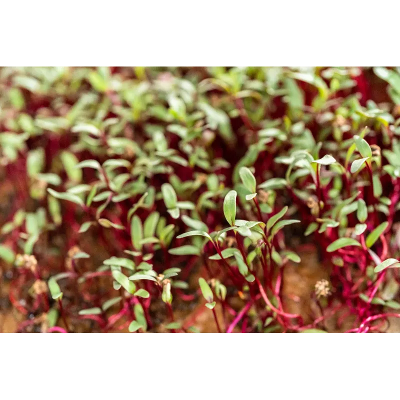 Semillas de rábano China Rose para brotes, paquete de 20 g