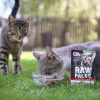 VetExpert Raw Paleo Adult Cat Sterilised comida húmeda para gatos con ternera, 100 g