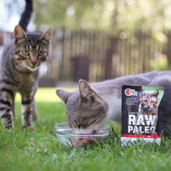 Comida húmeda para gatos VETEXPERT RAW PALEO Adult Sterilised ternera 100 g bolsa, monoproteína, 78 % humedad