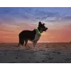 Collar LED Anicoll verde para perros y gatos modelo iluminación recargable