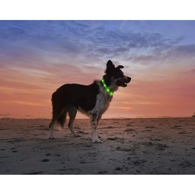 Collar LED Anicoll verde para perros y gatos modelo iluminación recargable