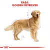 ROYAL CANIN BHN Golden Retriever pienso seco para perros - 12 kg
