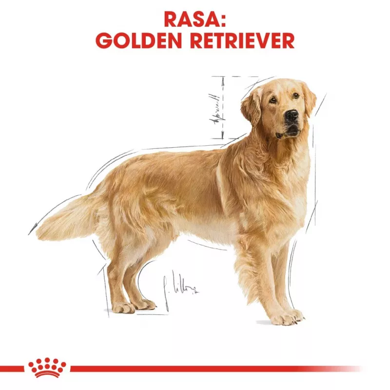 ROYAL CANIN BHN Golden Retriever pienso seco para perros - 12 kg