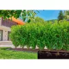 Gardena Micro-Drip-System línea de goteo, 1,6 l/h, 50 m (13504-20)