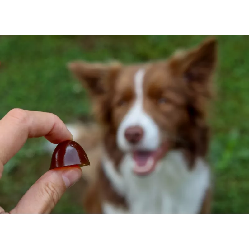 GELOREN Large dog Joints - Vitaminas para perros - 420g