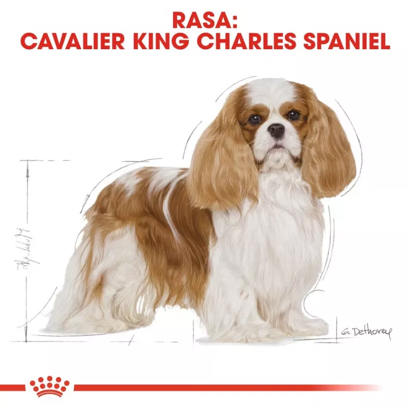 Comida seca para perros Royal Canin Cavalier King Charles Adult 1,5 kg — pollo, raza pequeña, piel y pelo, apoyo cardíaco
