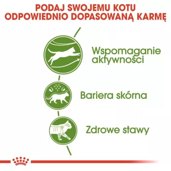 Royal Canin Outdoor comida seca para gatos 2 kg