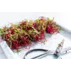 Semillas de rábano China Rose para brotes, paquete de 20 g